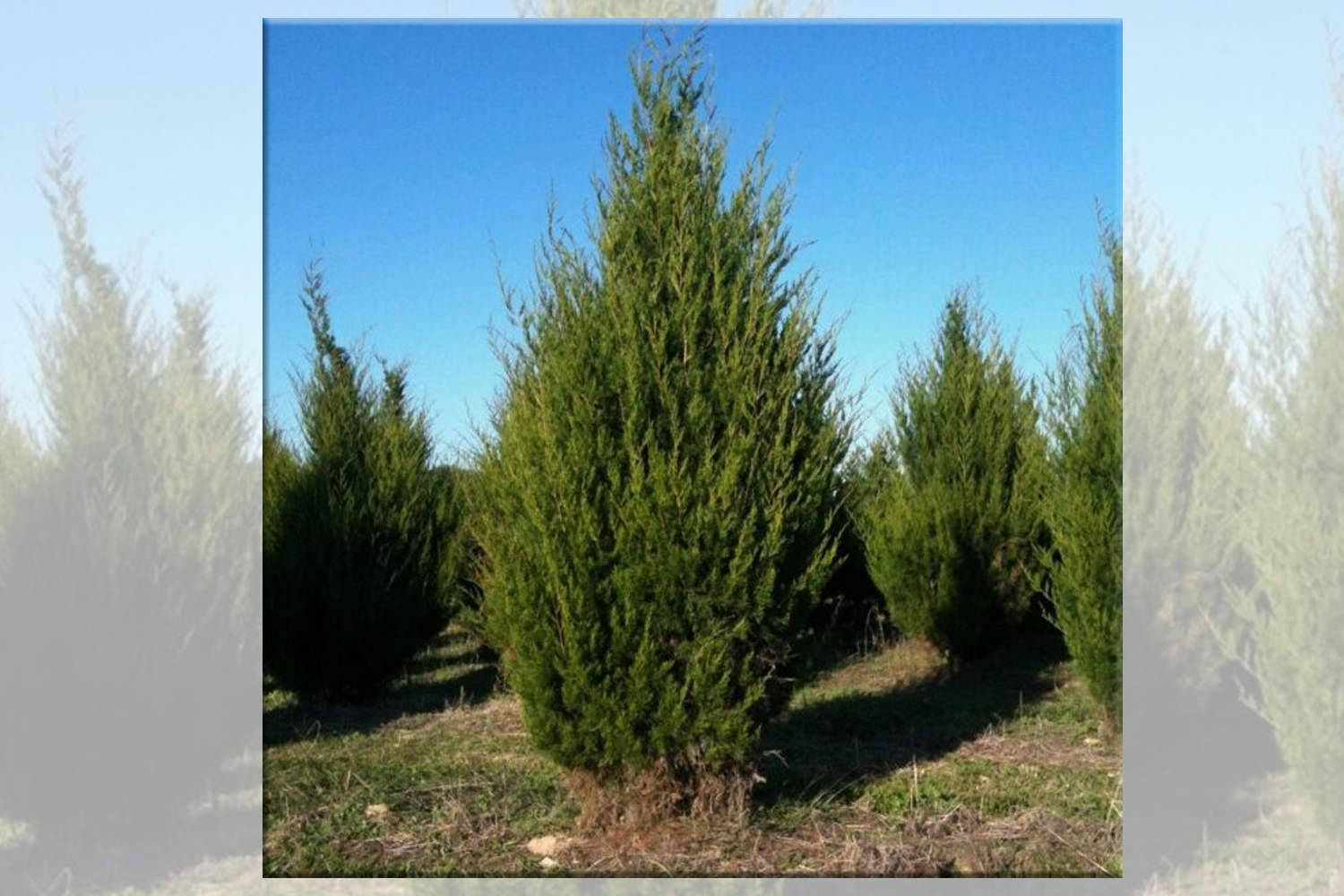 Eastern Red Cedar Tree Plantings SuffolkHydroseeding.com 
